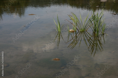 reflection of grass in water