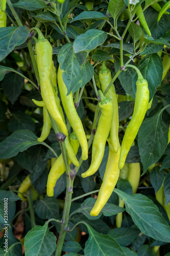 Yellow light green hot pepper F1 Hybrid