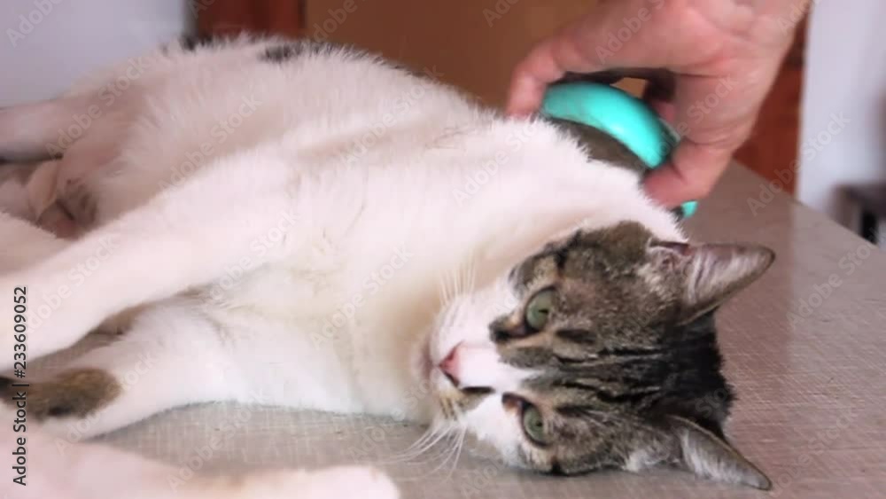 Caring for cat fur. Hand combing by comb cat. Man brushing hair and