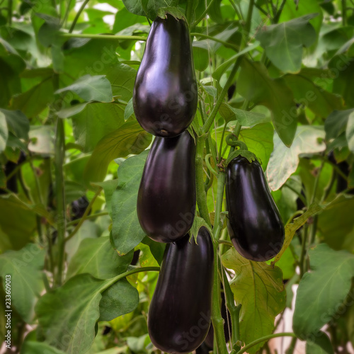 Round eggplant purple photo