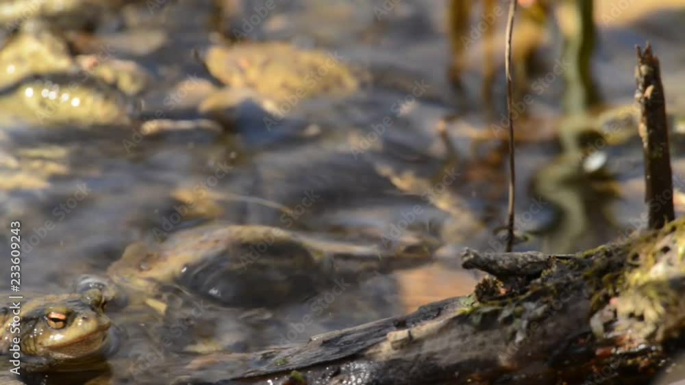 Mass mating of the toads in a pond Mass mating of the toads in a pond