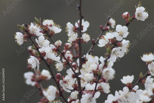 Cherry tree in bloom