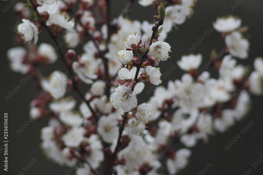 Cherry tree in bloom