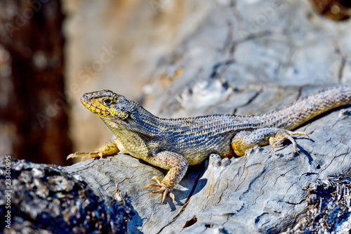 Northern curly-tailed lizard basking under afternoon sun. photo