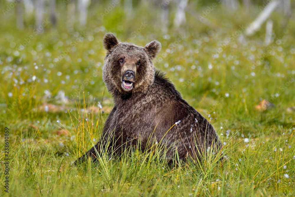 Fototapeta premium Brown bear