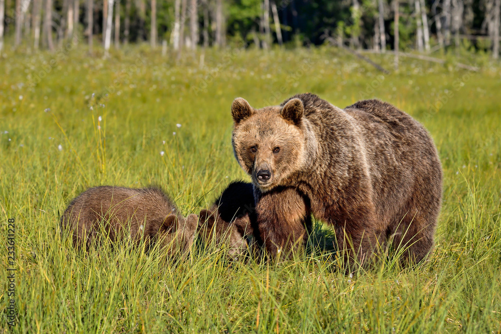 Brown bear