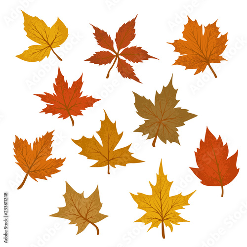 Vector Set of Drawings Textured Multicolored Maple Leaves