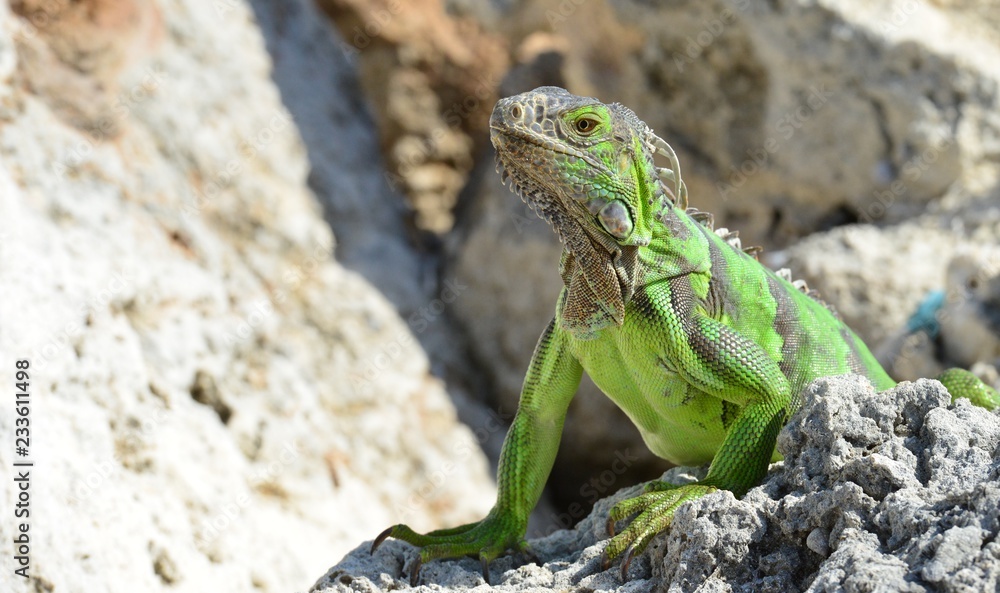 Fototapeta premium Iguana at the Florida Keys in winter time