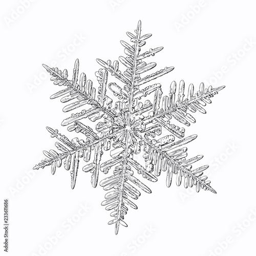 Snowflake isolated on white background. Vector illustration based on macro photo of real snow crystal: complex stellar dendrite with fine hexagonal symmetry, ornate shape and six thin, elegant arms.