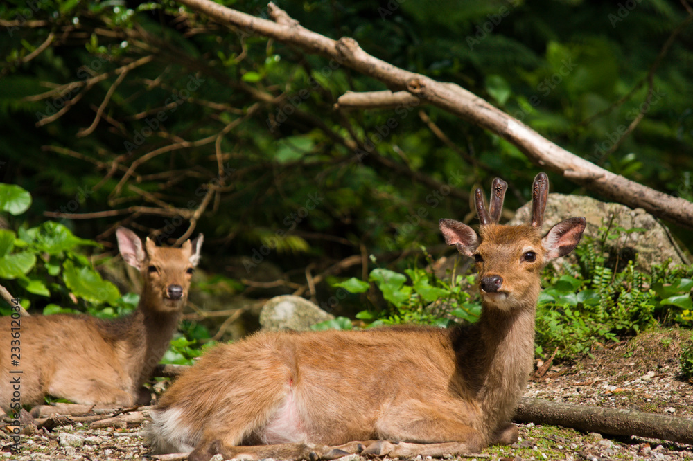 Fototapeta premium YAKUSHIMA ヤクシカ