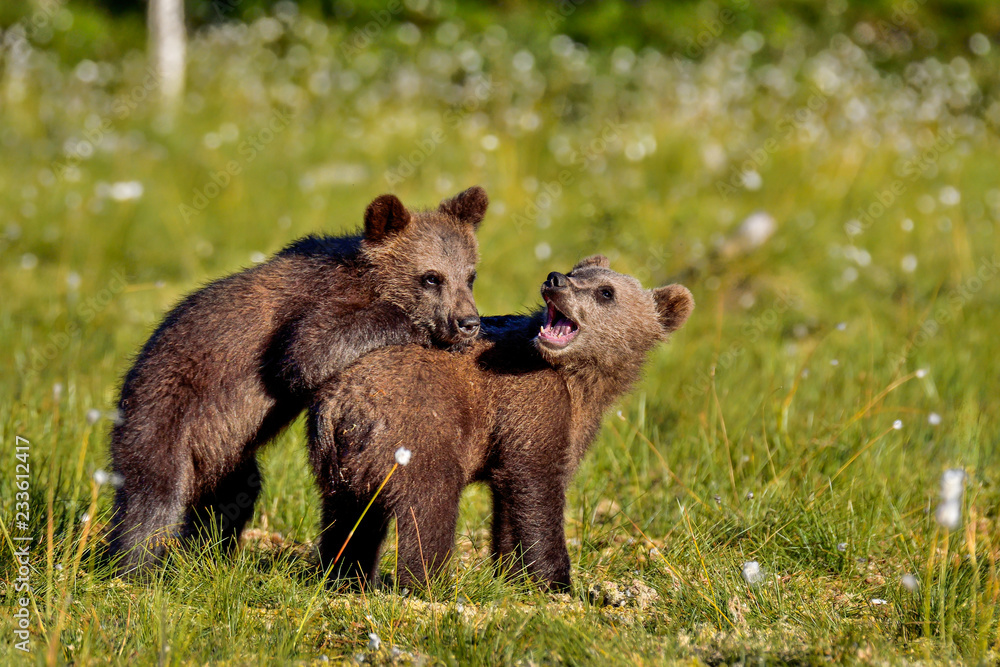 Fototapeta premium brown bear cubs
