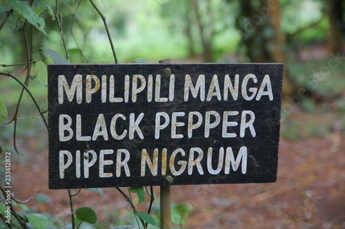 Gewürzfarm Sansibar Pfeffer Pepper © Silke Rabung