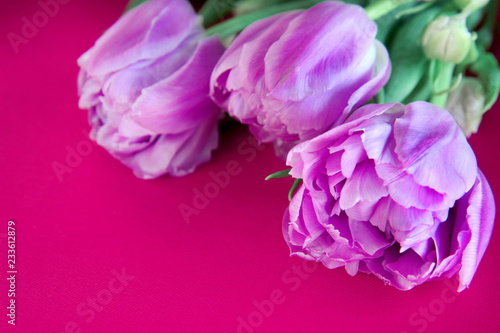 pink tulips on background