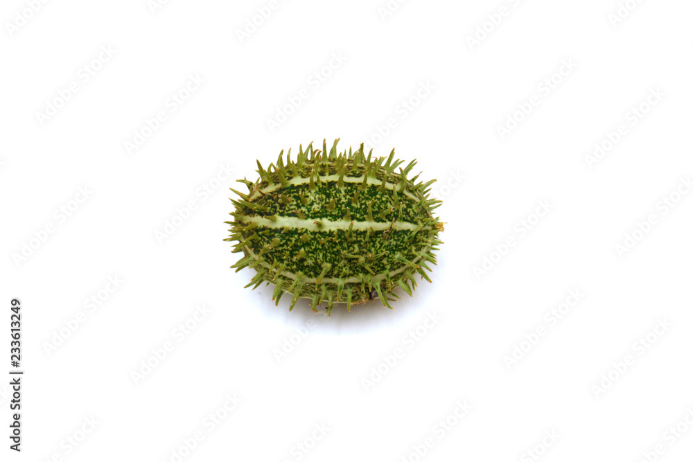 Cucumis africanus African Wild Cucumber. Wild cucumber native to Africa