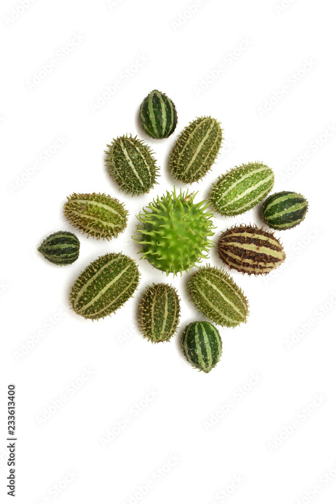 Cucumis africanus African Wild Cucumber. Wild cucumber native to Africa