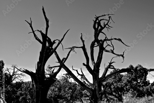 Black and white desert trees. 