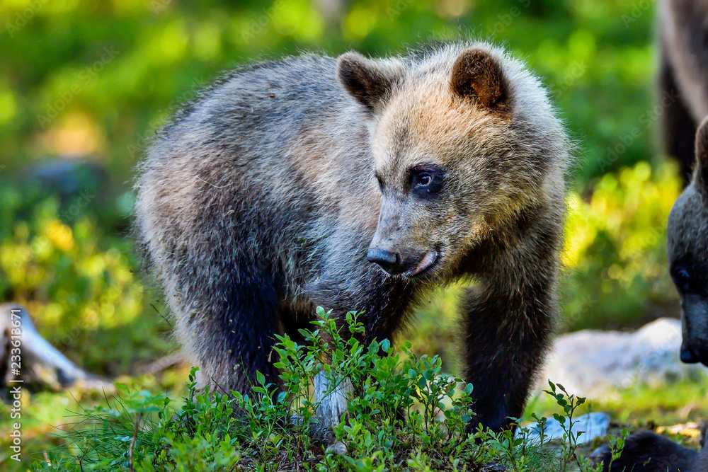 Fototapeta premium Brown bear cub