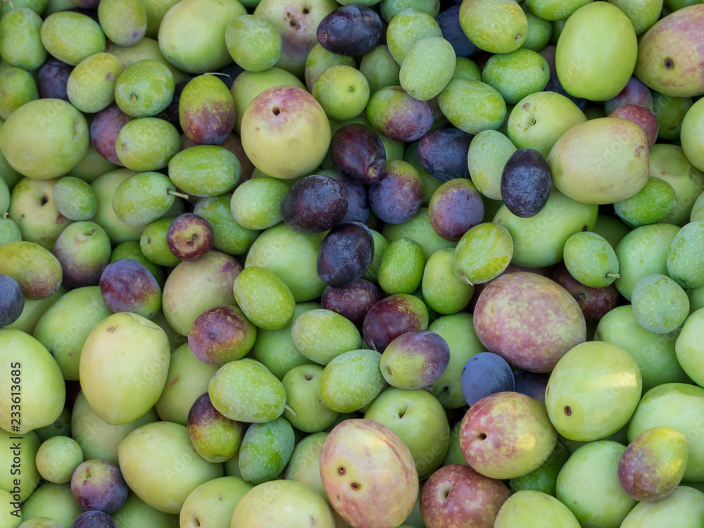 La ceuillette des olives de provence La ceuillette des olives de provence