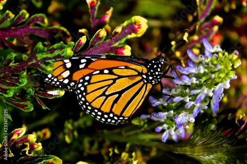 Butterfly on a flower. 