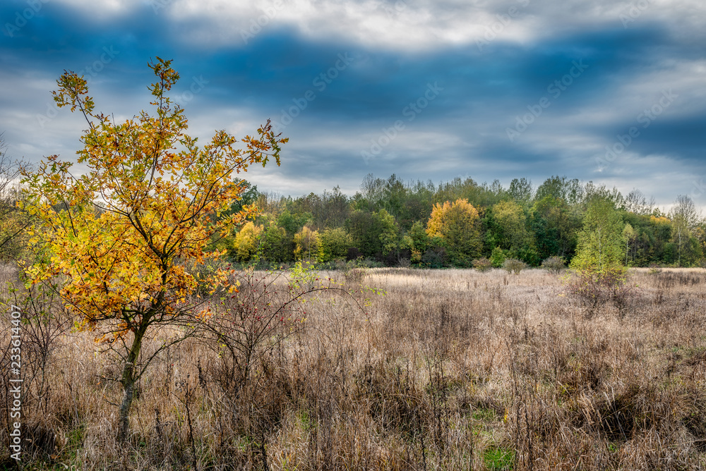 Fototapeta premium Gewitterstimmung im herbstlichen Hainich Nationalpark