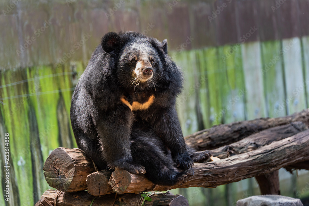 Asian black bear:Ursus thibetanus, in the zoo Asian black bear:Ursus thibetanus, in the zoo