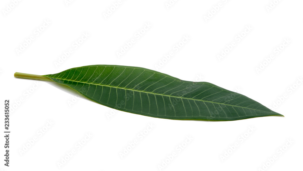 Obraz premium green leaf of frangipani isolated on the white