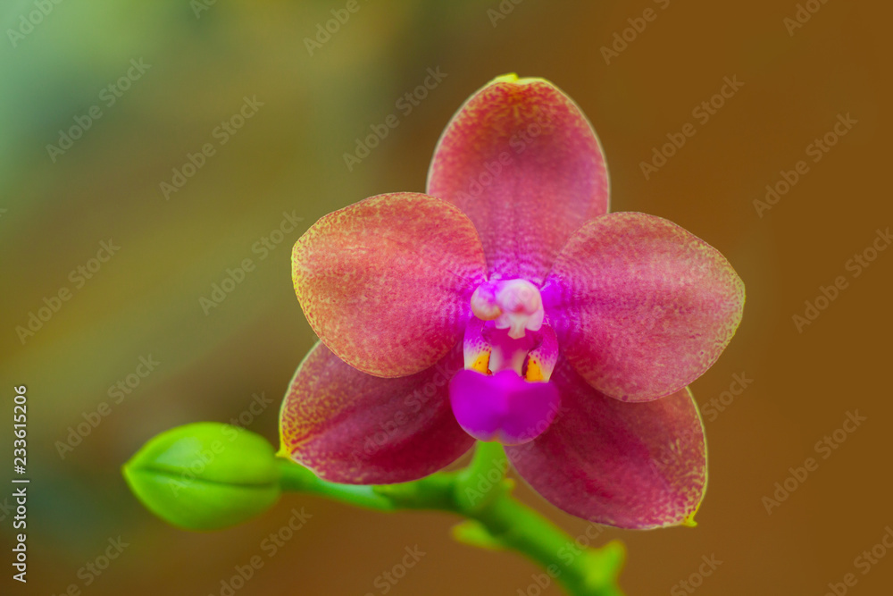 Obraz premium Beautiful rare orchid in pot on blurred background