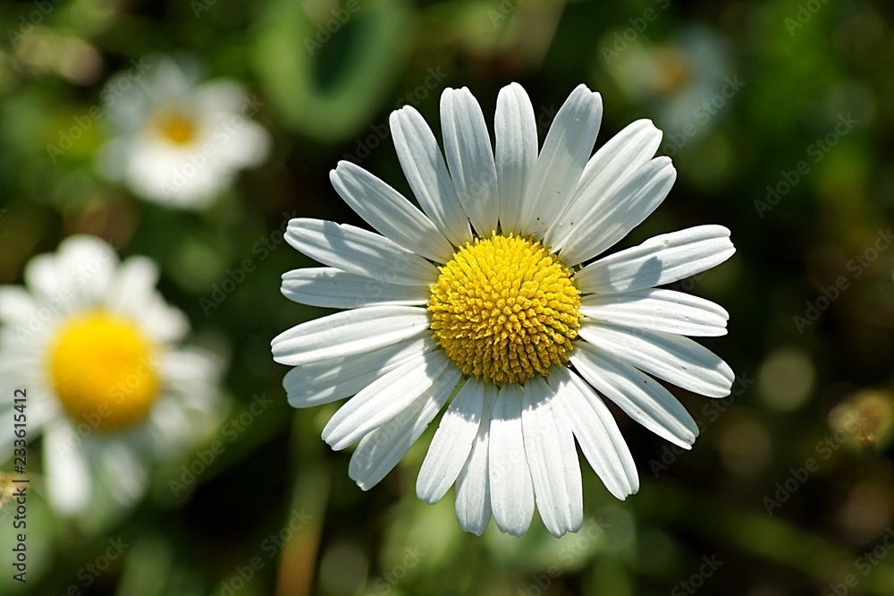 Fototapeta premium daisy