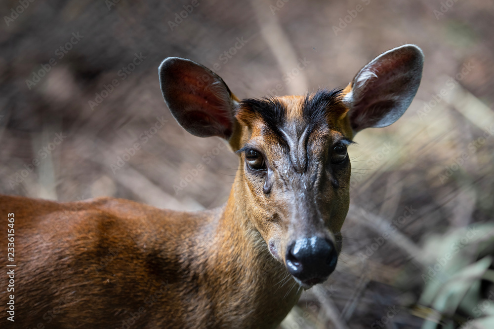 Barking deer; Muntiacus Aquaculture in the zoo Barking deer; Muntiacus Aquaculture in the zoo