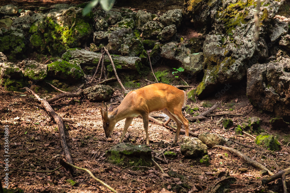 Obraz premium Barking deer; Muntiacus Aquaculture in the zoo