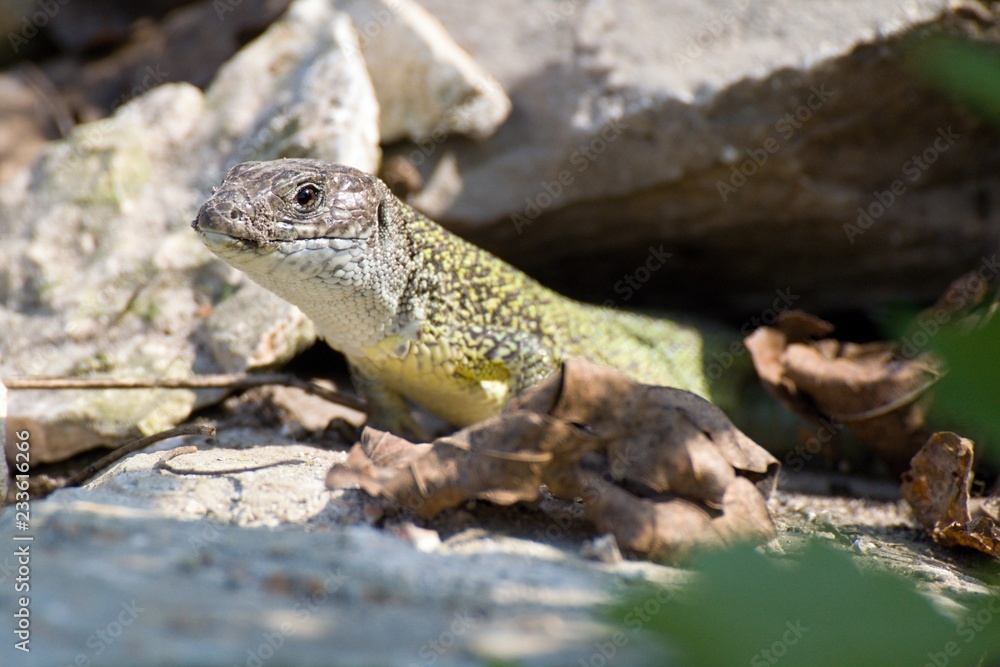 Lizard on a rock Lizard on a rock