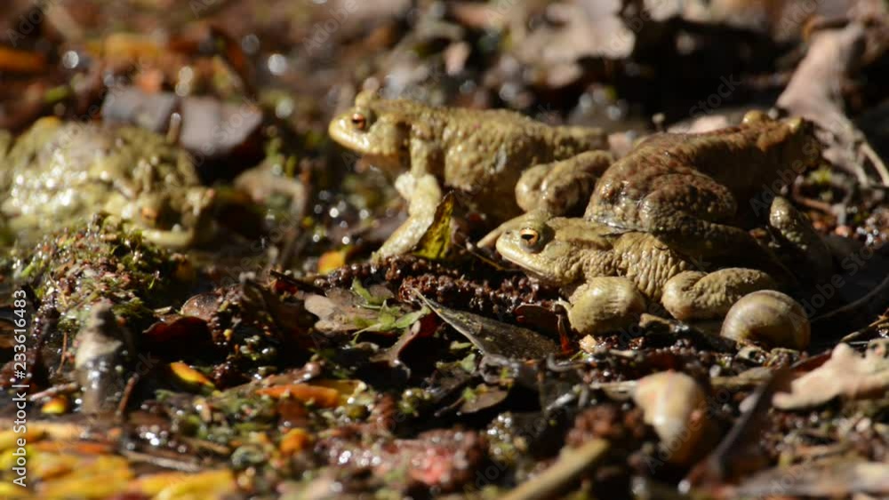 Mass mating of the toads in a pond Mass mating of the toads in a pond