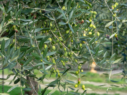 Olivier d'Europe (Olea europaea)