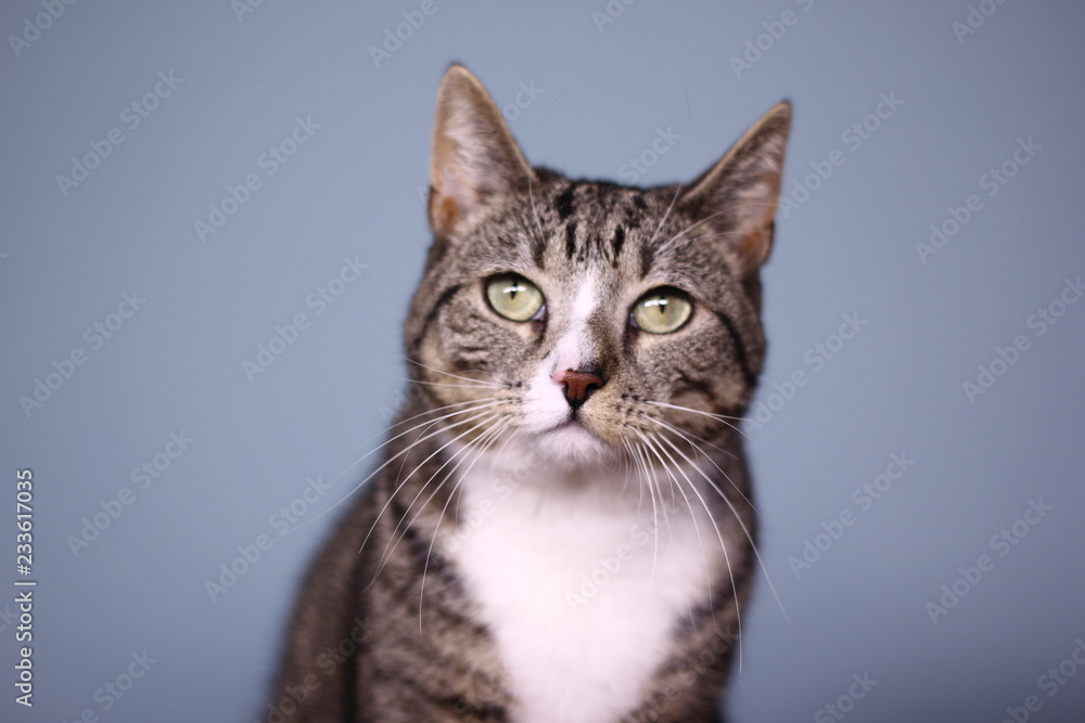 Cat in front of a blue background