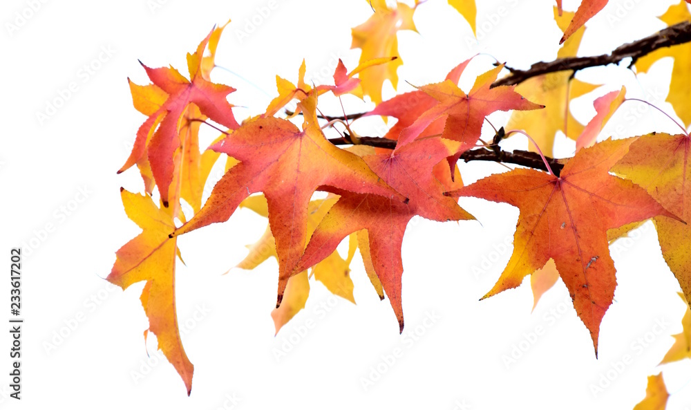 Amberbaum im Herbst, wunderschöne Laubfärbung, freigestellt vor hellen