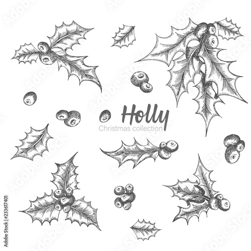 Set of hand drawn sketch Christmas holly branches. Vintage style. Traditional christmas decoration. For design holiday card, invitation, poster, banner.