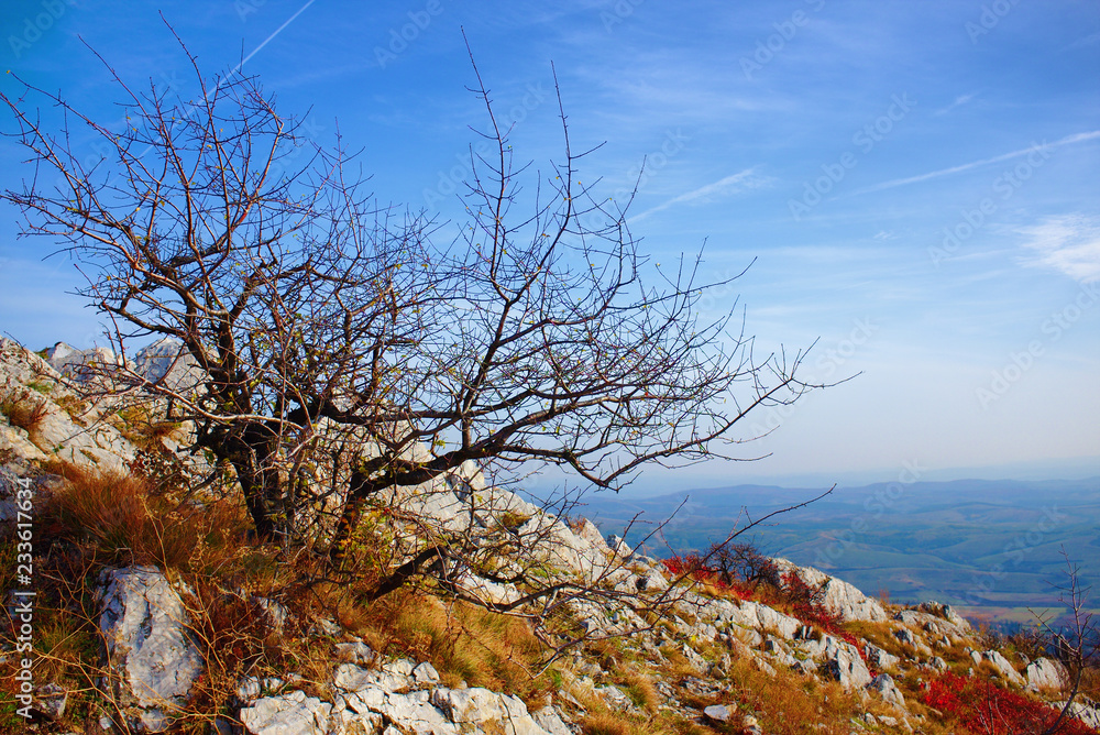 Autumnal landscape of a lonelly bare tree on a mountain top Autumnal landscape of a lonelly bare tree on a mountain top