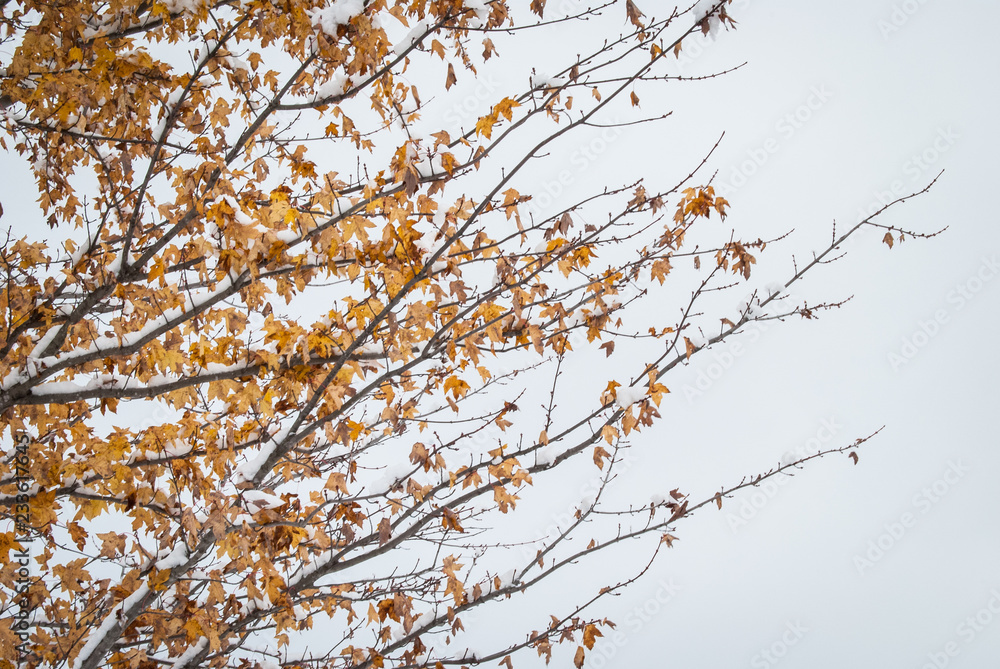 Snow Covered Tree Branches Snow Covered Tree Branches