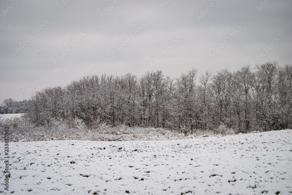 custom made wallpaper toronto digitalWinter Tree Line in Snowy Field
