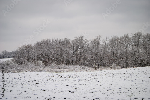 Wallpaper Mural Winter Tree Line in Snowy Field Torontodigital.ca