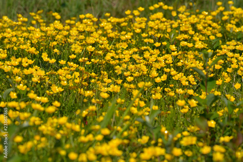 flowering in yellow buttercups