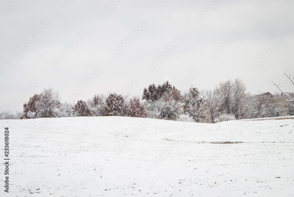Winter Tree Line in Snowy Field Winter Tree Line in Snowy Field