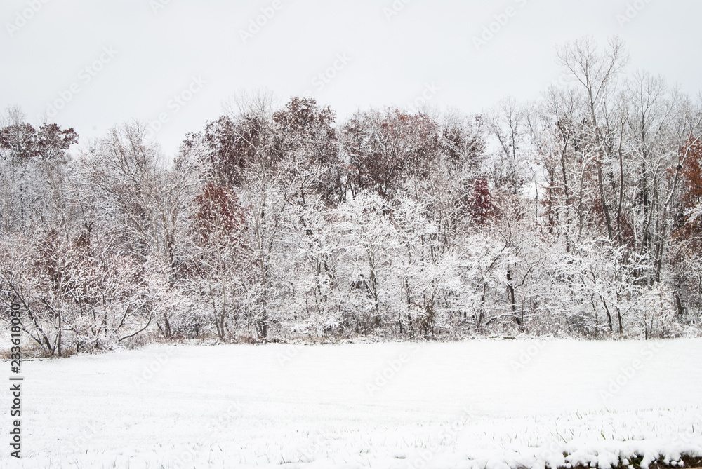 Winter Tree Line in Snowy Field Winter Tree Line in Snowy Field