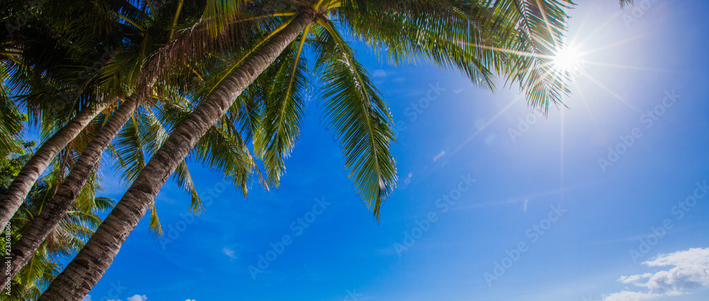 Naklejka premium Sun shining through palm trees