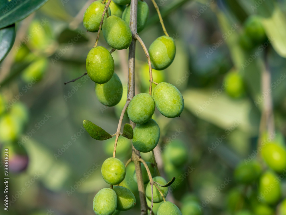 Olives de Provence à maturité prêt pour la récolte