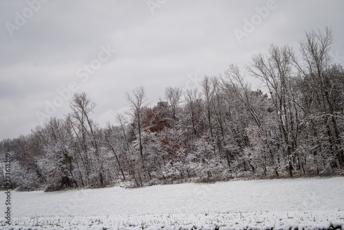 Wallpaper Mural Winter Tree Line in Snowy Field Torontodigital.ca