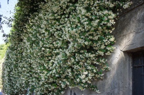 Falso gelsomino, Trachelospermum (Rinchospermum) jasminoides