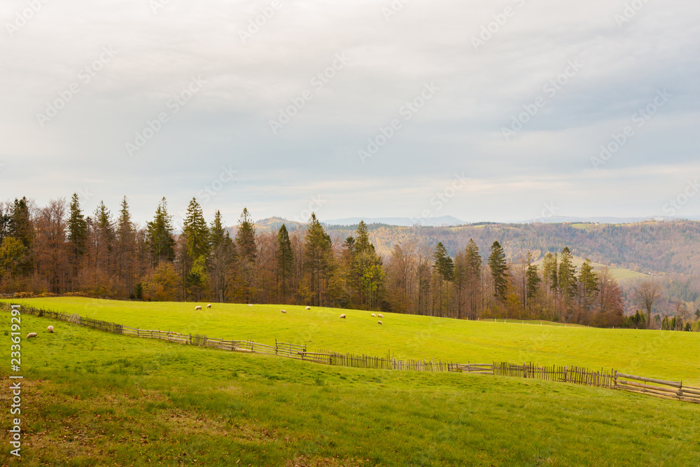 Fototapeta premium Beautiful autumn landscape with sheeps