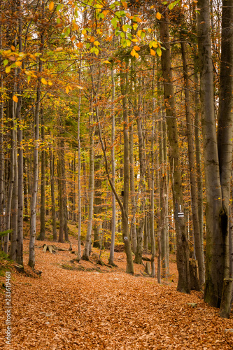 Beautiful polish autumn woods landscape photo