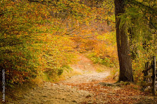 Beautiful polish autumn woods landscape
